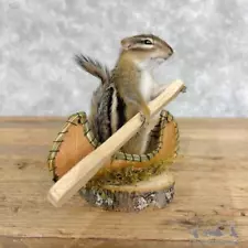 #28641 P | Novelty Chipmunk Taxidermy Mount For Sale