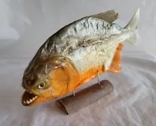 Real Taxidermy Red Bellied PREDATOR Piranha Peru Amazon Pygocentrus nattereri