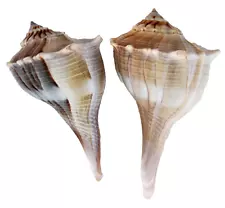 2 Beautiful Lightning Whelk Shell Sanibel Island Florida 4.5" & 5.5" Hand Picked