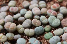 1200 Lithops Seeds Rare Mixed Living Stones Succulent Cactus