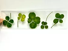 Real Four Leaf Clover Bookmarks - Preserved & Laminated - Unique Gift ð