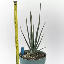 Dracaena serrulata for sale by Little one Plant Nursery