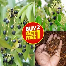 Cinnamon Tree live Seeds Fast Growing 100% Cinnamomum Verum plant 10 Seeds