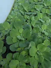 5 Large Water Lettuce