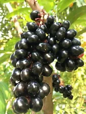 Jamun Black Plum Java Plum Seeds (Syzygium cumini) 50+ Seeds