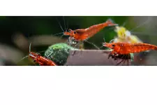 20- Cherry Shrimp (Neocardina) 50$