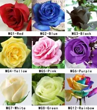 100 Colorful Rare Fresh Rose Seeds Beautiful Rose Flower Seed For Your Lover