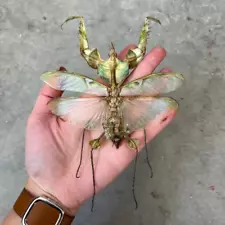 Real HUGE Devil's Flower Mantis Idolomantis diabolica Giant UNSPREAD