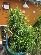 (4) Cyperus Umbrella Papyrus Grass Palm Alternifolius Pond Plants