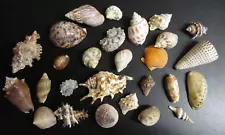 Sea Shell Lot 25pc. Assortment Cypraea Cowrie, Cone Conus, Murex, Snail & More B