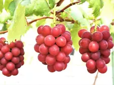 50 Ruby Roman Grape Seeds Vitis Vinifera Organic Fruit Seed Heirloom