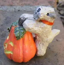 Soft Coated Wheaten Terrier on a Miniature Pumpkin!