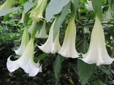 Datura Seed 100 White Datura Seeds Moonflower Angel's Trumpet Seed Garden Flower