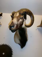 Corsican Ram Taxidermy Shoulder Mount