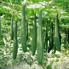 Organic Fresh LOOFAH SPONGE GOURD SEEDS , Growing Home Gardening, Free Ship +20