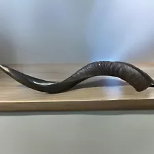 Yemenite Kudu Horn Shofar 16'-19'' New KOSHER Made in ISRAEL Free Shipping +GIFT