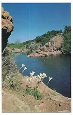 RAIN LILIES White Lily Flowers On The Banks of TEXAS LAKES Postcard TX