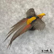 #28748 WC | Red Golden Pheasant Taxidermy Bird Mount For Sale