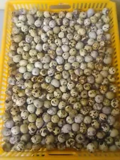 100+ extras brown pharaoh coturnix quail hatching eggs for sale