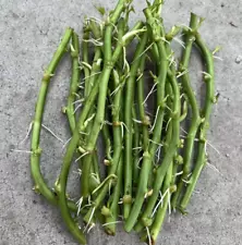 beauregard sweet potato slips for sale