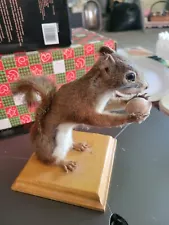 Vintage Mounted Red Squirrel Taxidermy Tabletop Display