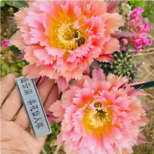 High5-6cm Cactus Succulent Plant Home Garden decoration Plants