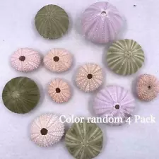 4 Pack Natural Sea Urchin Shells Delicate Durable Pineapple Pots S L6C6 V7E1