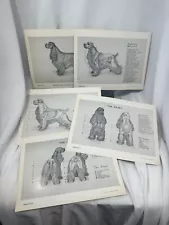 Vtg Prints, Set of 5, Anatomy of The Dog, Robert F. Way 1953 Cocker Spaniel Rare