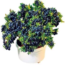 Blueberry Seeds 60Pcs Rabbiteye Blueberry Seeds for Garden Decor