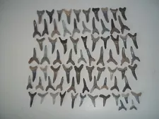 SAND TIGER SHARKS TEETH FOSSIL SHARK TOOTH from BONE VALLEY AREA FLORIDA 70+