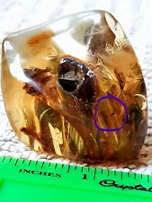 Polished Amber Baltic stones natural 1 insect inside 19 g Midge Mosquito