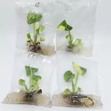 X4 Monstera Thai Constellation Tissue Culture Variegated Ready To Plant