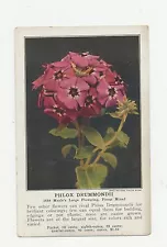 Advertising Postcard Wm Henry Maule Inc Philadelphia PA for Flower seeds Phlox