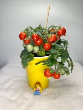 Nina Neutron Micro Dwarf Tomato Seeds, 8CM/3" Tall (solanum lyc.) 20+ Seeds