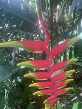 Heliconia rostrata (hanging flower) - 2 Rhizome