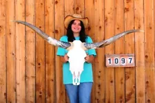 REAL STEER SKULL ART! POLISHED LONG HORNS MOUNTED 4' 11" COW BULL LONGHORN H1097