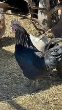 9 Ayam Cemani Eggs For Sale Until End Of october