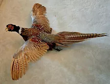 Ringneck Pheasant Taxidermy Mount Flying Left