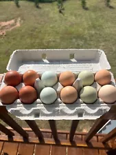 New Listingchicken hatching eggs for sale npip