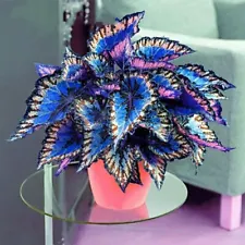 100 Multicolour Coleus Seeds Coleus Blumei Garden Flower Seed