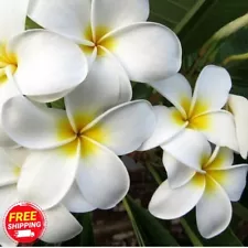 White Plumeria Fresh Cuttings High Quality Organic Nature Tropical Araliya Roots