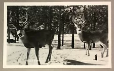 RPPC Mule Deer Jasper National Park Alberta Canada c1946