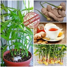 6+ Sprouted Ginger live rhizomes Ready To Plant zingiber plant Roots Fresh