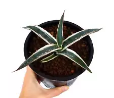 Agave funkiana cv HAKURO SHIRO FUKURIN white variegated 5-15cm - -