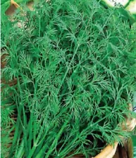 1000 Dill Superdukat Seeds,organic dill,dill bouquet,dill seeds,SW242 + TRACK №