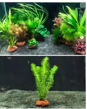 HOT SALE! New Buy 2 Get 1 Free,Aquarium Live Plants,Fish Tank Aquascape Supplies