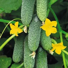 Seeds Cucumber King Garden F1 Giant 43 Days Vegetable Organic Heirloom NON-GMO