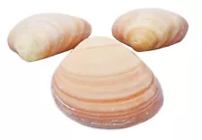 3-Pack: Large Pink Quahog Clam Shell (4-5") Beach Crafts Decoupage Aquarium