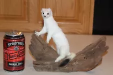 New Taxidermy Weasel Mink Ermine Stoat Fur Mount Whitetail Deer Log Cabin Decor