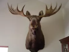 Moose Head Shoulder Mounted - for sale by hunter, Boone & Crockett, 1971, #126